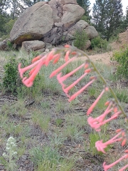 Ipomopsis aggregata collina