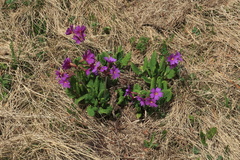 Primula amoena