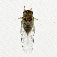 Diceroprocta vitripennis