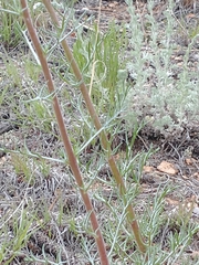 Ipomopsis aggregata collina