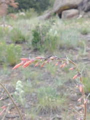 Ipomopsis aggregata collina