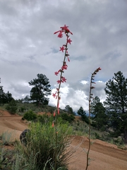 Ipomopsis aggregata collina