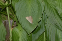 Lethe syrcis