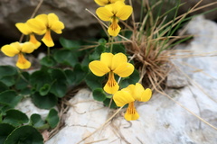 Viola caucasica