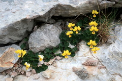 Viola caucasica