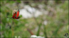 Zygaena rubicundus