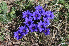 Gentiana dshimilensis