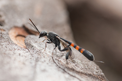 Gasteruption assectator