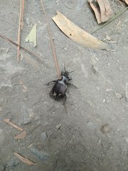 Calosoma vagans