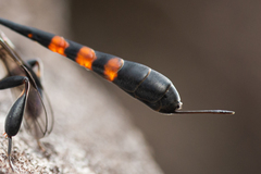 Gasteruption assectator