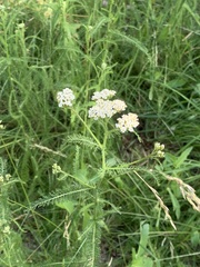 Achillea millefolium