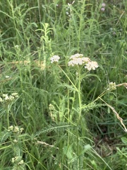 Achillea millefolium