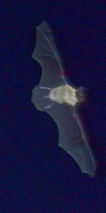 Myotis californicus