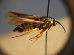 Paranthrene simulans