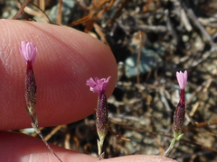 Lessingia micradenia micradenia