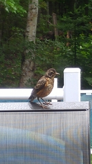 Turdus migratorius image