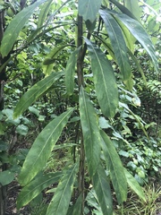 Pseudopanax chathamicus