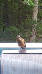 Turdus migratorius image
