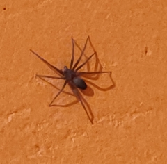Araneae