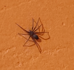 Araneae