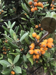 Corokia macrocarpa