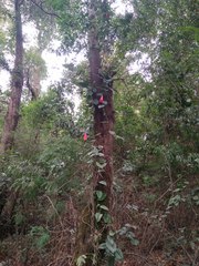 Lapageria rosea