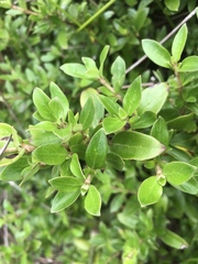 Coprosma chathamica