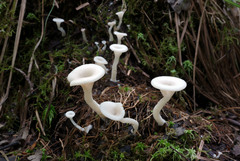 Crepidotus nyssicola