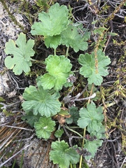 Geranium traversii