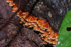 Xylobolus spectabilis