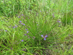 Polygala tenuifolia