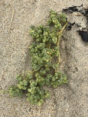 Atriplex billardierei