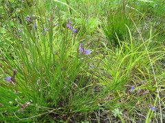 Polygala tenuifolia