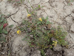 Tauschia texana