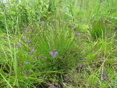Polygala tenuifolia