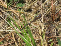 Helocordulia selysii