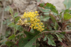 Tauschia texana