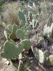 Opuntia oricola