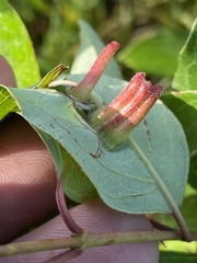 Craneiobia tuba