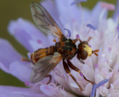 Myopa dorsalis