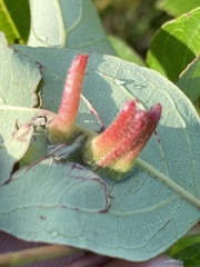 Craneiobia tuba