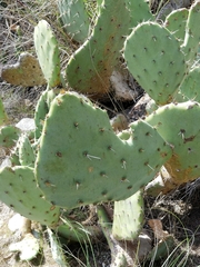 Opuntia oricola