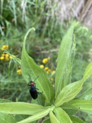 Epicauta atrata