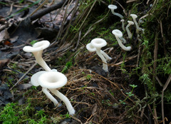 Crepidotus nyssicola