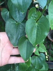 Dioscorea