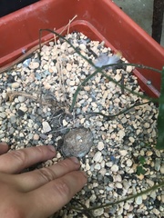 Dioscorea