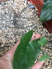 Dioscorea