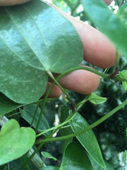 Dioscorea