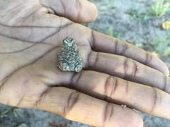 Poyntonophrynus fenoulheti