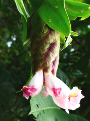 Costus acreanus